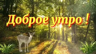 Доброе Утро! Пусть всё будет хорошо! Красивое пожелание с Добрым Утром! Красивая видео открытка!!!