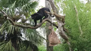 Making Jaguar Enrichment At Chester Zoo!