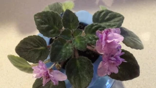 African Violet and Step blooms