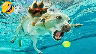 Try Not To Laugh 😅 New Funniest Cats and Dogs 2023 😹🐶 Part 25