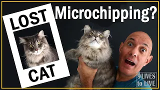 Will Microchipping Help Find Your Cat?