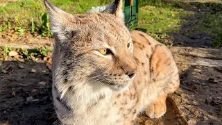 LYNX Simba MEET THE PUMA / Sand hybrid cat received a gift / Frost's progress