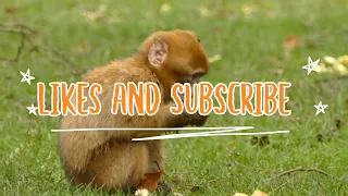 Cute baby animals Videos Compilation cute moment of the animals - Cutest Animals #22