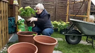 🇩🇪 Весенняя высадка крупнолистной гортензии в горшки . Земля и удобрения   2023 год . N 1