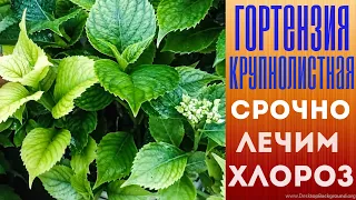 Гортензия крупнолистная. Срочно лечим хлороз.