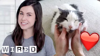 Researcher Explains Why Cats May Like Their Owners as Much as Dogs | WIRED