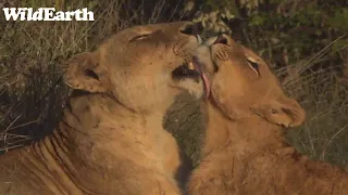 WildEarth - Sunset Safari - 26 April 2022