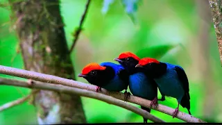 NETFLIX OUR PLANET BIRD MATING DANCE FUNNY/ David Attenborough