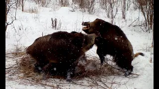 Любовные игрища диких кабанов!!!