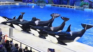 Killer Whales 探索大學堂 (Full Show with English Subtitles) - Chimelong Spaceship - December 16, 2023