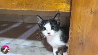 An until the Watchful Rescued Kitten is Pampered in His owner's Lap...