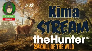 "ИЗУЧАЕМ ТАЙГУ. " theHunter™: Call of the Wild - № 12 ▶️ Kima STREAM - BANDA77🌍 18+