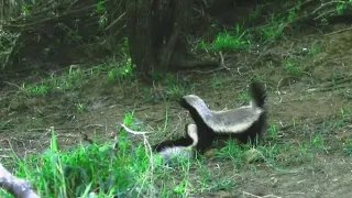 HONEY BADGER STANDS STRONG AND FIGHTS LEOPARD TO SAVE ITS YOUNG ONE