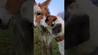 Dog Meets A Baby Donkey For The First Time | The Dodo