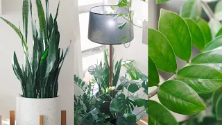 Peaceful Plant Tour – Indoor Houseplant Collection 🌱