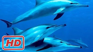 Disney Dolphins Movie - Trailer 1 - Earth Day 2018 - Disneynature Movie 2017