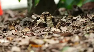 Large Tailed Nightjar with chick