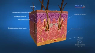 3D обучение по анатомия - кожа