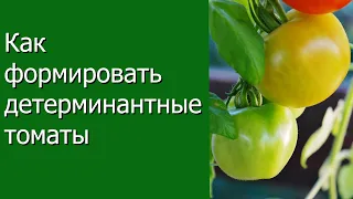 Как формировать детерминантные томаты