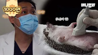 Hedgehog Went To The Hospital With Swollen Feet.. Shocking Result