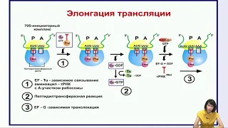 Лекция 6. Трансляция. Регуляция биосинтеза белка.