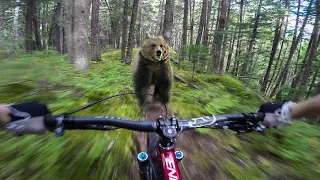 13 Animals Attacking While Cycling