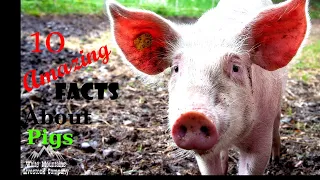 10 Amazing Facts About Pigs (You Probably Didn't Know)