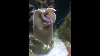 Sea snail eats shrimp