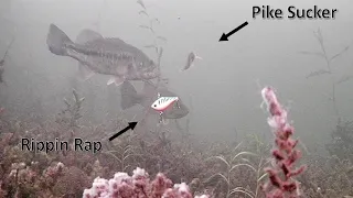 LIVE BAIT vs RIPPIN RAP - Ice Fishing with UNDERWATER CAMERA for BASS and PIKE