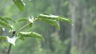 Relaxing rain sound for a perfect sleep