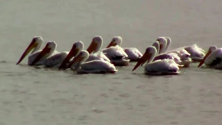 American White Pelicans - Flying, Landing, Taking Off and Swimming