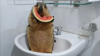 marmot chewing watermelon sounds so excited