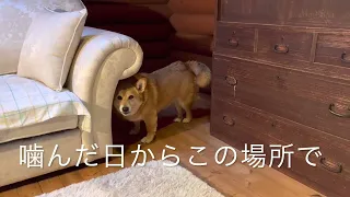 【飼い主を噛んだ犬】捨てられて、頭をぶち叩かれて😭そのせいで…脳に損傷か？