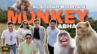 MONKEY IN ABHA | Al  Soudah | Sodah Abha, Asir Region Kingdom of Saudi Arabia 🇸🇦 #monkey #abha