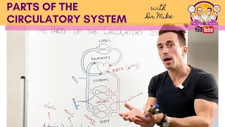 Parts of the Cardiovascular System