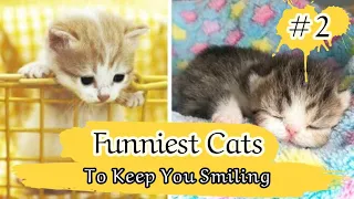 Funniest And Cute Cats to Keep You Smiling #2  😂 Funny Dogs And Cats