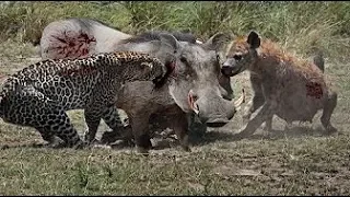 Leopard and hyena attack and kill warthog