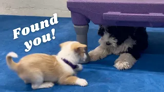 Puppy Play | 3 Months vs. 2 Months | Mini Sheepadoodle with Terrier
