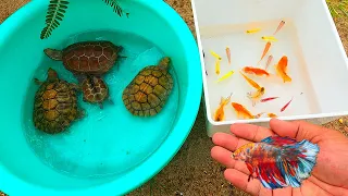 Find cute balloon goldfifh, molly fish, koi, tiger barb, betta fish, tetra, tilapia, baby turtle