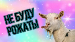 Коза отказывается рожать! Будем доить.