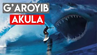 Megaladon tirikmi? Ajoyib akulalar haqida ma'lumot |Мегаладон тирикми Ажойиб акулалар ҳақида малумот