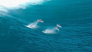 Dolphins Playing in the Surf - RAW Drone Footage