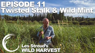 Survivorman | Les Stroud's Wild Harvest | Season 1 | Episode 11 | Twisted Stalk & Wild Mint