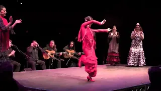 flamenco Martinez 2022 special style