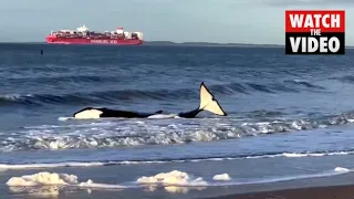 Orca dies after becoming stranded on Dutch beach