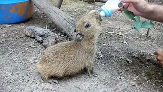 Carpincho bebé 💚😊 | MundoAparte Refugio de Animales Silvestres - Rosario