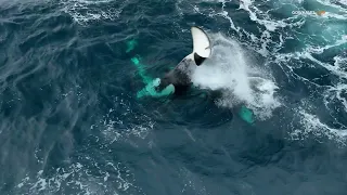 Exceptional Killer Whale Encounter off California: 30 Playful Orcas!!