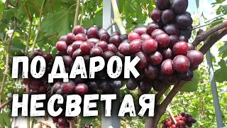 Виноград - Подарок Несветая.