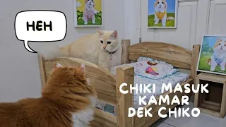 Dek Chiko kaget ada Pus funny video cute cat animal trending viral kucing pet anjing channel youtube