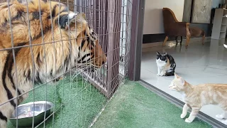 Mother cat looking out for kittens safety by the tigers